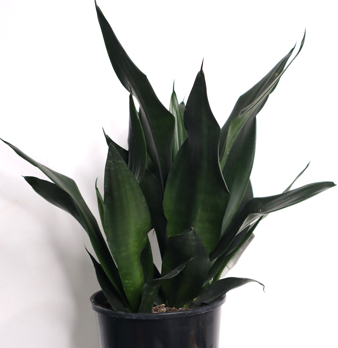 Sansevieria Trifasciata 'Black Diamond' 200mm – scyppan green