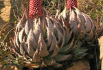 Aloe Peglerae