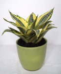 Sansevieria Trifasciata 'Golden Hahnii' 140mm