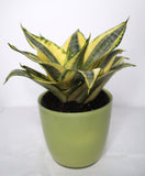 Sansevieria Trifasciata 'Golden Hahnii' 140mm