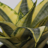 Sansevieria Trifasciata 'Golden Hahnii' 140mm