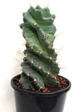 'Twisted Cactus'