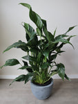 Peace Lily - Spathiphyllum Wallisii 'Sweet Romano'