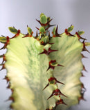 EUPHORBIA AMMAK 'VARIEGATA'