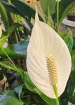 Peace Lily - Spathiphyllum Wallisii 'Sweet Romano'