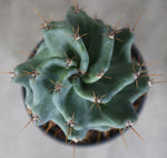 'Twisted Cactus'