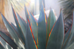 Agave 'Blue Glow'