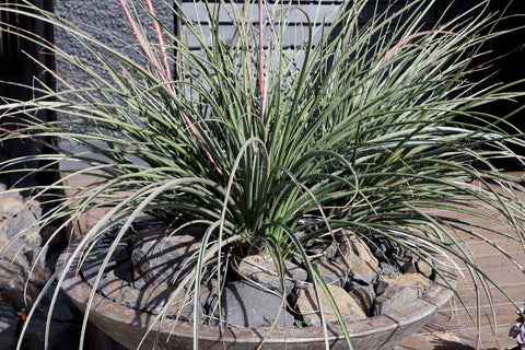 Hesperaloe Parviflora 'Red Yucca'