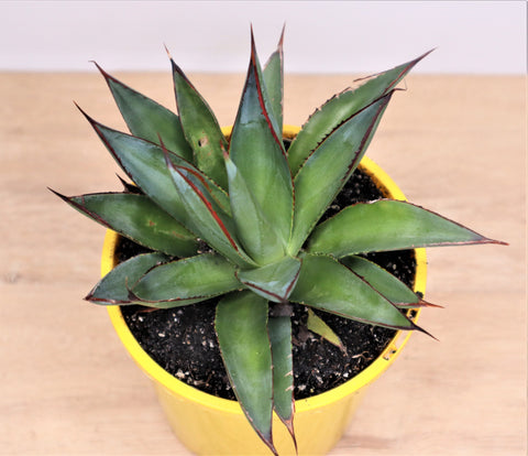 Agave 'Blue Glow'