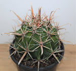 Ferocactus Peninsulae 'Townsend Barrel Cactus'