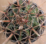 Ferocactus Peninsulae 'Townsend Barrel Cactus'