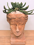 Euphorbia Flanaganii 'Medusa's Head'
