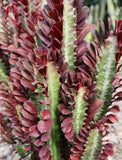Euphorbia Trigona 'Purpurea'