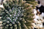 Sinocrassula Yunnanensis