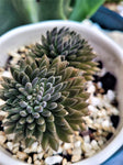 Sinocrassula Yunnanensis
