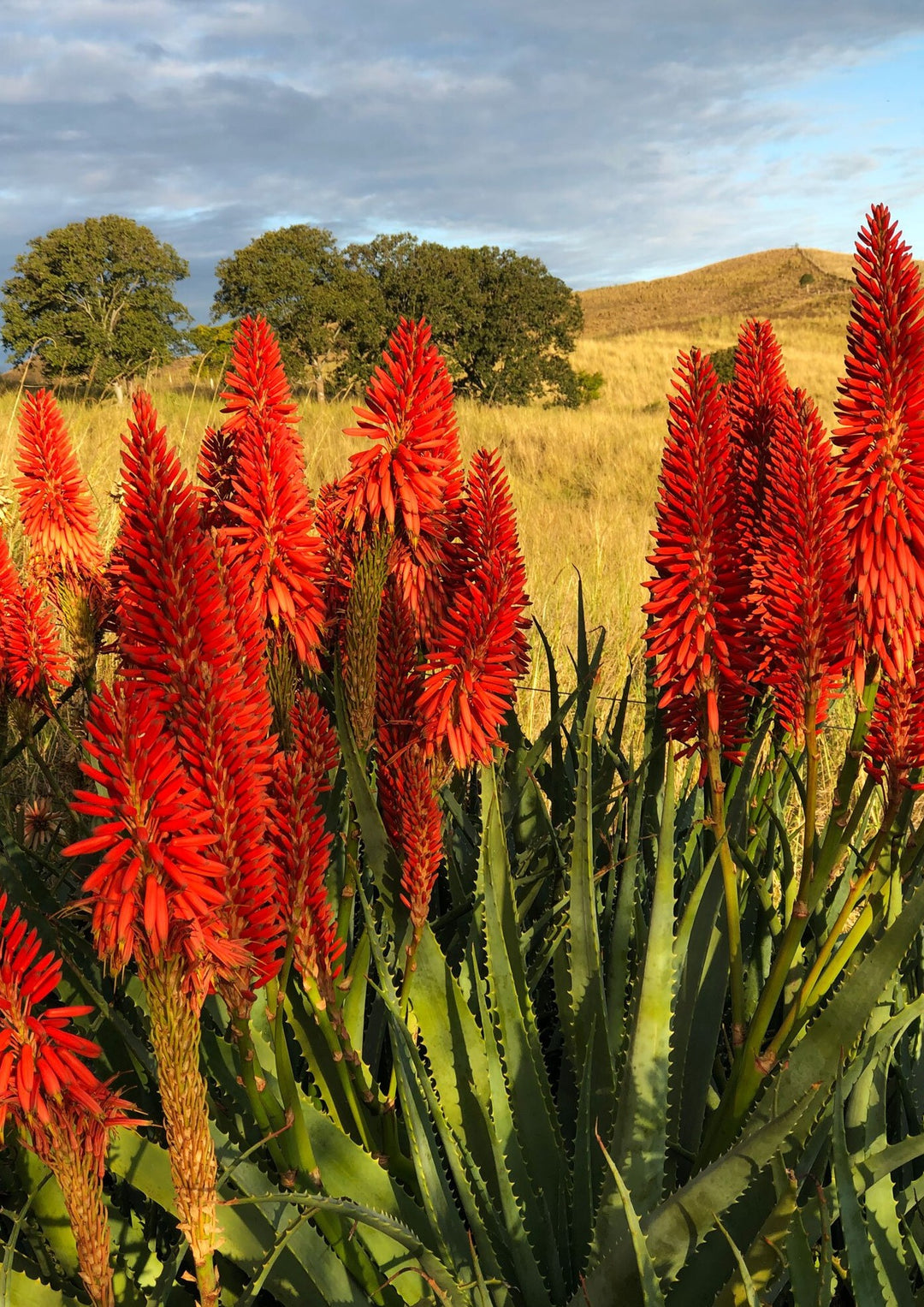 Aloe-Aloe® hybrid aloes – scyppan green